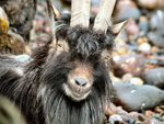 Wild Goat - Click to see larger image