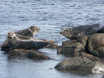 Common Seals at Machrihanish, May 2007 - Click to see larger image