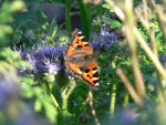 Tortoise Shell Butterfly - Click to enlarge image