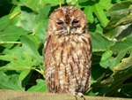 Tawny Owl - Click to see larger image