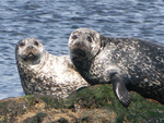 Common Seals - Click to see larger image