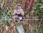 Common Buzzard - Click to see larger image