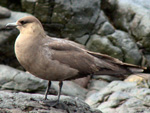 Artic Skua - Click to see larger image