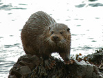 Otter - Click to see larger image